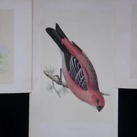 Job-Lot Warbler, Chaff, Pigeon, Starling Rev Morris Antique 170-Year-Old Bird Engravings-6.