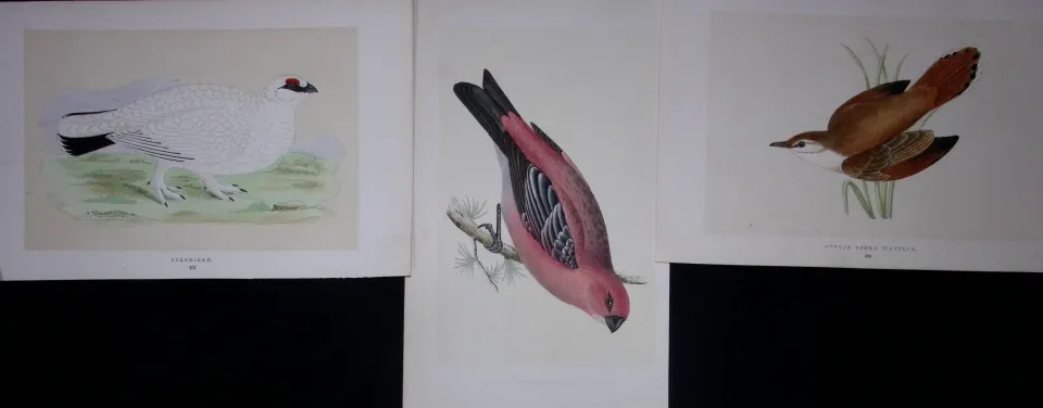 Job-Lot Warbler, Chaff, Pigeon, Starling Rev Morris Antique 170-Year-Old Bird Engravings-6.
