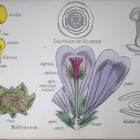 Mallows Botanical Flower Diagram Rare Antique First Edition Illustration-14