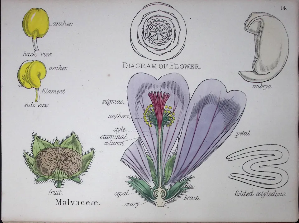 Mallows Botanical Flower Diagram Rare Antique First Edition Illustration-14