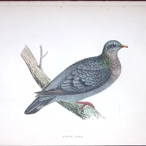 Stock Dove Rev Morris Antique History of British Birds 130 Years-Old Engraving-40