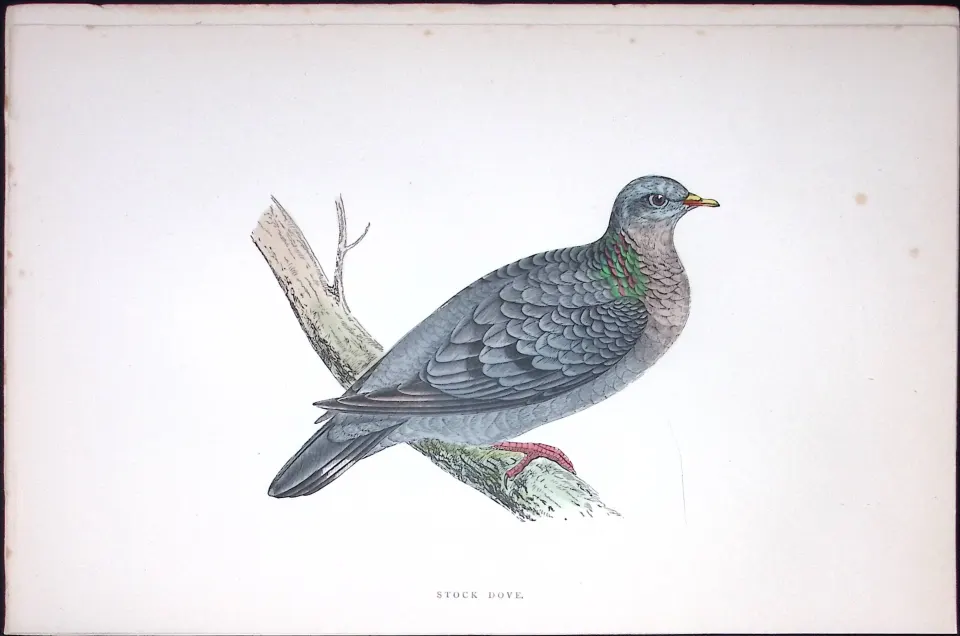 Stock Dove Rev Morris Antique History of British Birds 130 Years-Old Engraving-40