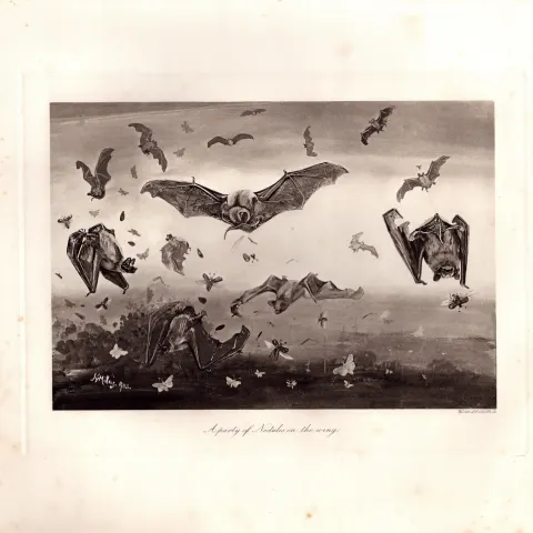Party of Noctule Bats on The Wing Rare Limited-Edition Antique Print-65.