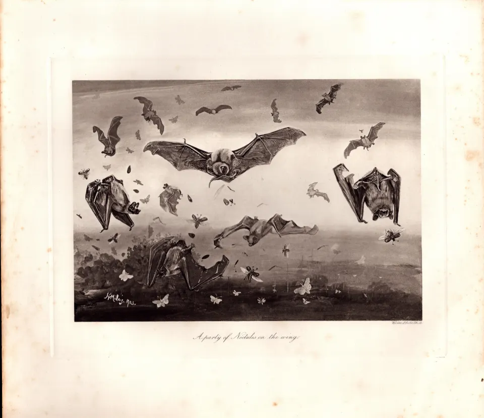 Party of Noctule Bats on The Wing Rare Limited-Edition Antique Print-65.