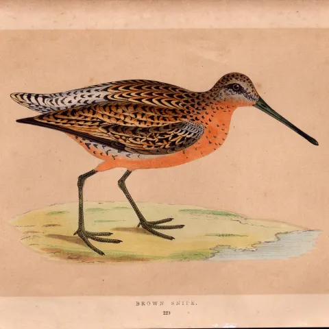 Brown Snipe Rev Morris Antique History of British Birds Engraving.