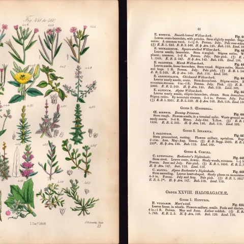 Sowerby Antique Willow Herb, Evening Primrose, Bryony, Purple Loosestrife-23--Set-2.