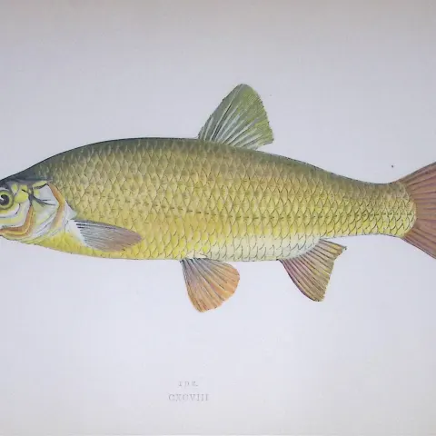 Ide Fish Scarce Antique 1877 J. Couch Woodblock Engraving-137