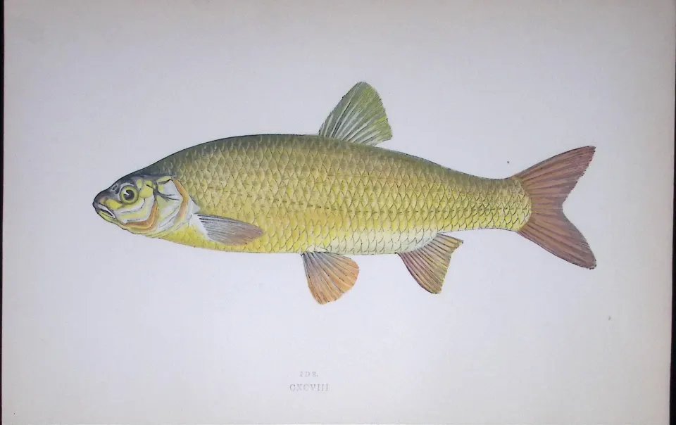 Ide Fish Scarce Antique 1877 J. Couch Woodblock Engraving-137