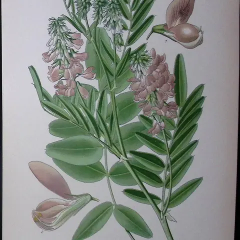 Goats Rue Edward Step Rare Antique Botanical Book Plate-66