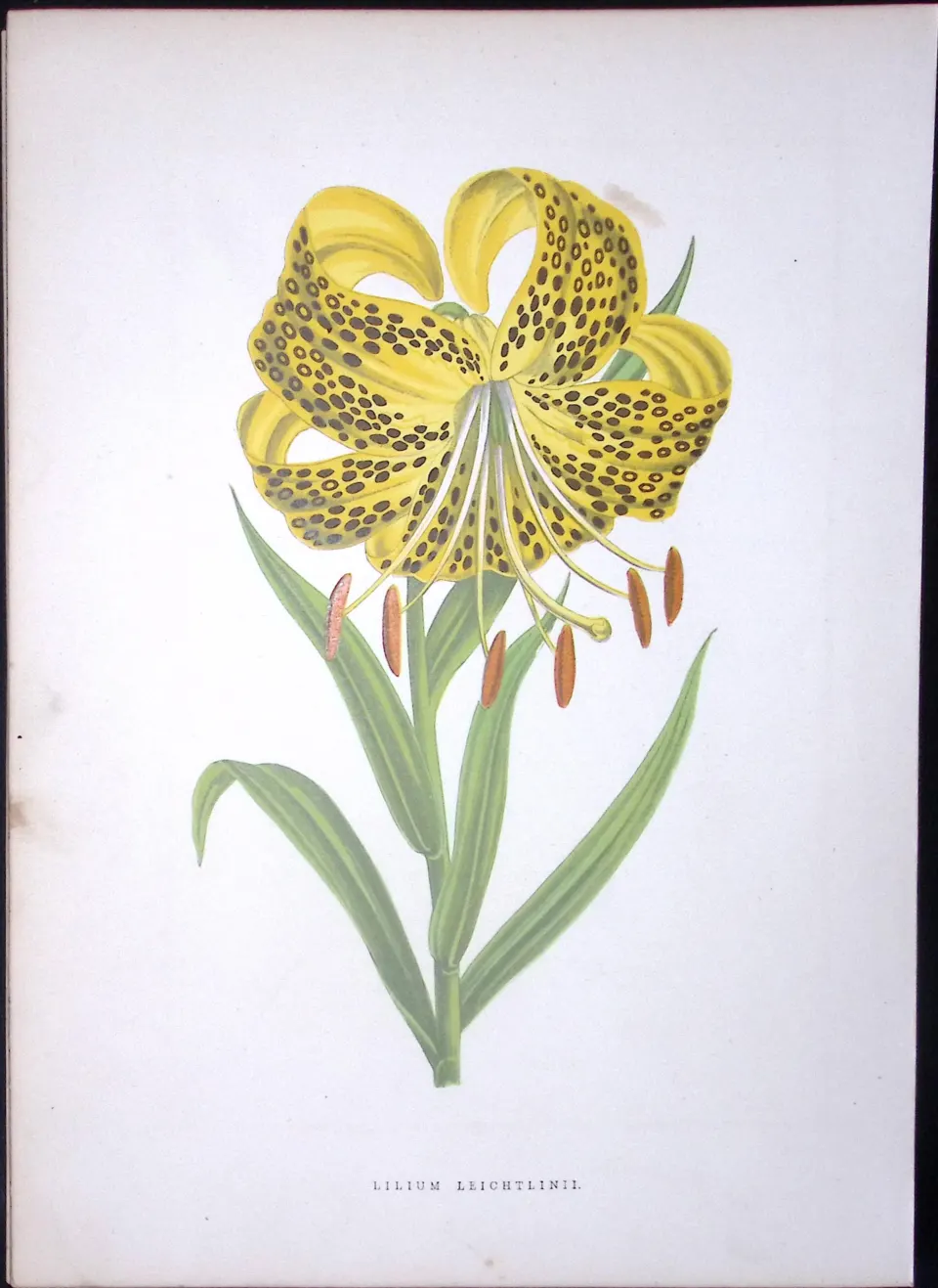 Lecithin’s Lily Flower Antique Shirley Hibbard Greenhouse Coloured Print-13
