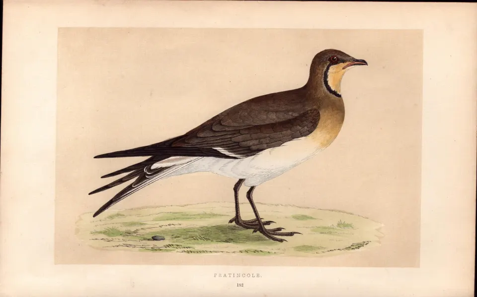 Pratincole Rev Morris Antique History of British Birds 170 Years-Old Engraving.