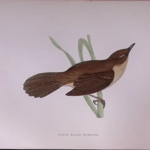 Great Sedge Warbler Rev Morris Antique History of British Birds 130 Years-Old Engraving-115
