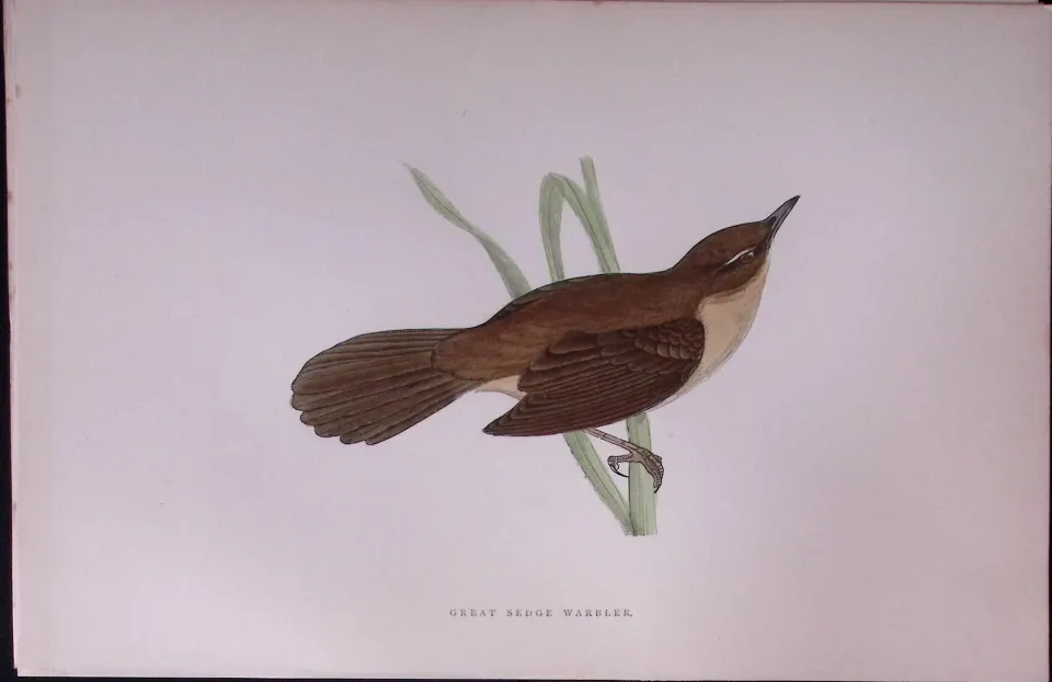 Great Sedge Warbler Rev Morris Antique History of British Birds 130 Years-Old Engraving-115