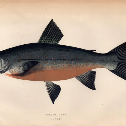 Grays Char Antique Johnathan Couch Coloured Fish Engraving.