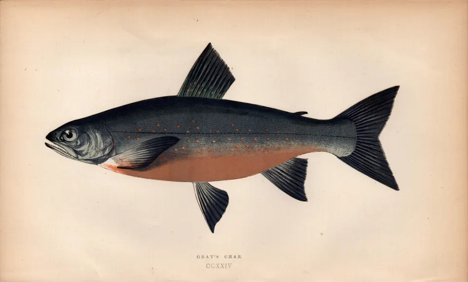 Grays Char Antique Johnathan Couch Coloured Fish Engraving.