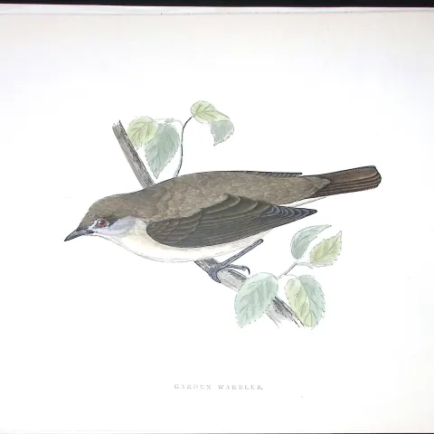 Garden Warbler Rev Morris Antique History of British Birds 130 Years-Old Engraving-121