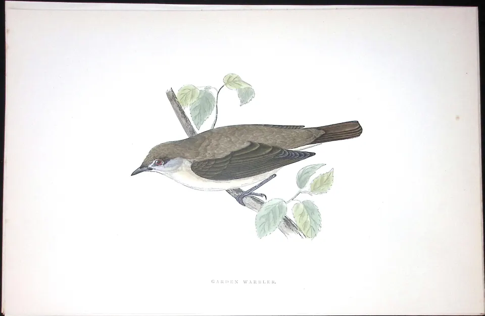 Garden Warbler Rev Morris Antique History of British Birds 130 Years-Old Engraving-121