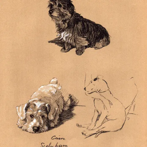 Cecil Aldin Vintage Dog Illustrations Bull Terrier Sealyham Cairn-13.
