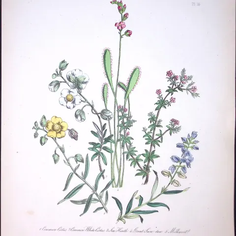 Rare 165-Yr-Old Antique Wildflower Gilt-Edged Illustration Jane Webb Loudon -14-A