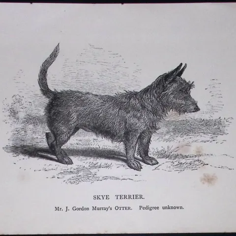 Skye Terrier British Dogs by Hugh Dalziel 1889 Antique Book Plate-63