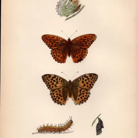 Silver Washed Fritillary Coloured  Antique Butterfly Plate Rev Morris-143.