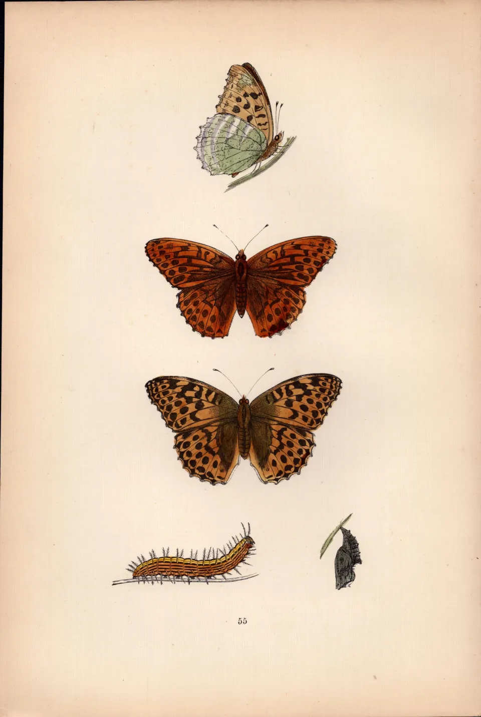 Silver Washed Fritillary Coloured  Antique Butterfly Plate Rev Morris-143.