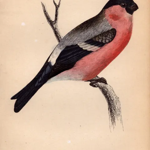 BullFinch Rev Morris 1888  Antique History of British Birds Engraving-35.