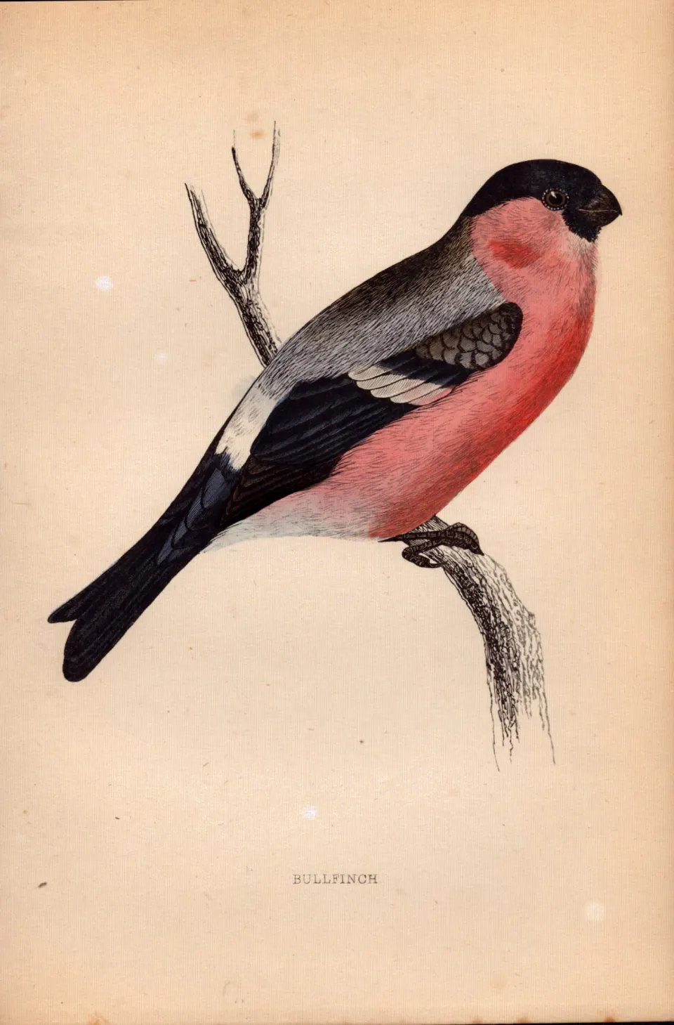 BullFinch Rev Morris 1888  Antique History of British Birds Engraving-35.