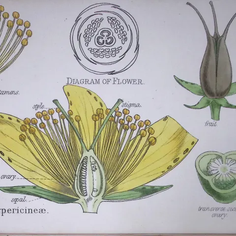 St John’s Wort  Botanical Flower Diagram Rare Antique First Edition Illustration-13