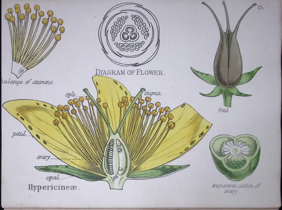 St John’s Wort  Botanical Flower Diagram Rare Antique First Edition Illustration-13