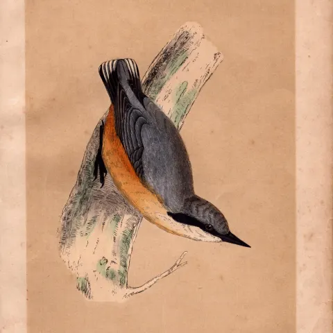Nuthatch Rev Morris Antique History of British Birds Engraving.