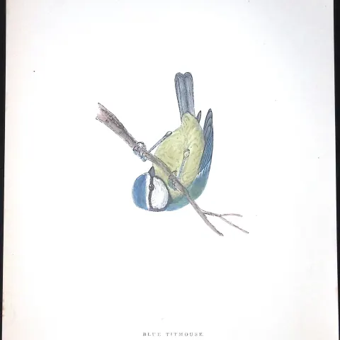 Blue Titmouse Rev Morris Antique History of British Birds 130 Years-Old Engraving-68