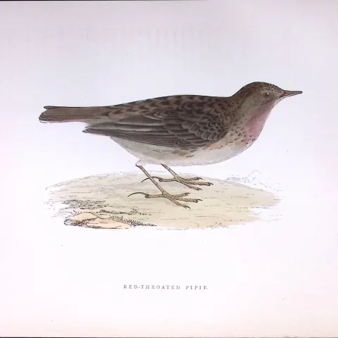 Red Throated Pipit Rev Morris Antique History of British Birds 130 Years-Old Engraving-173