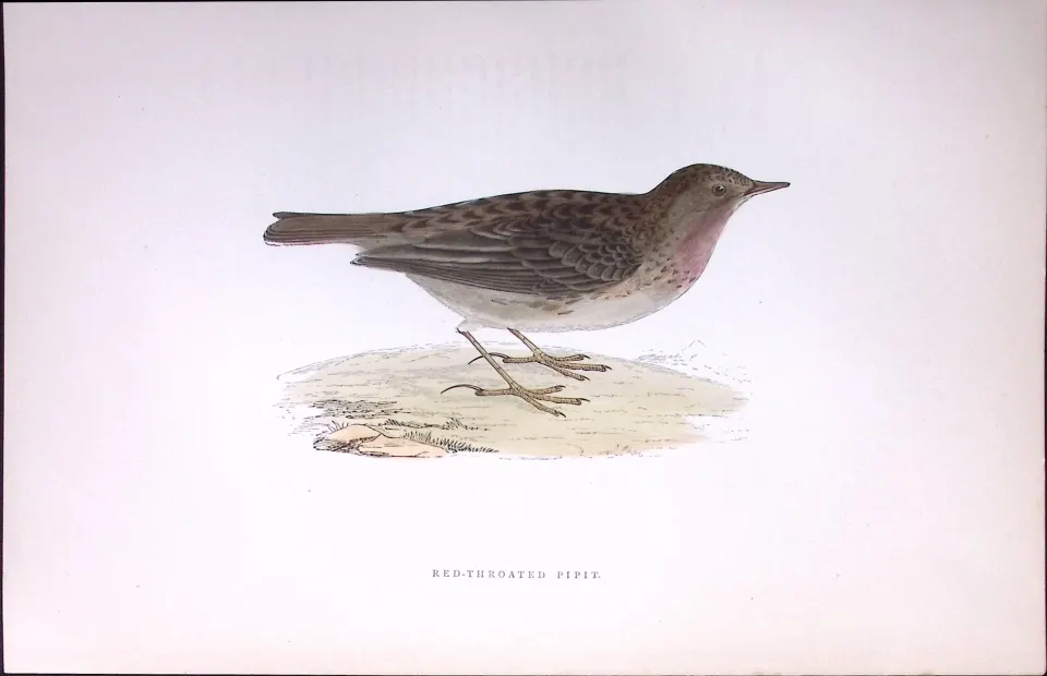Red Throated Pipit Rev Morris Antique History of British Birds 130 Years-Old Engraving-173