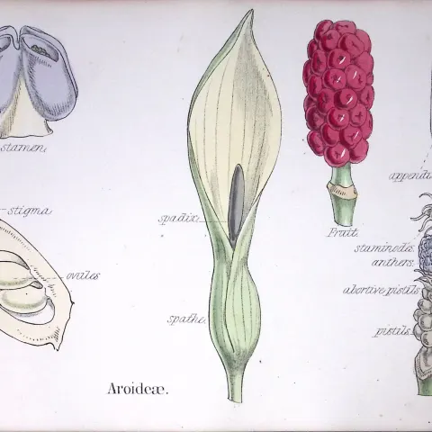 Aroideae Botanical Flower Diagram Rare Antique First Edition Illustration-89