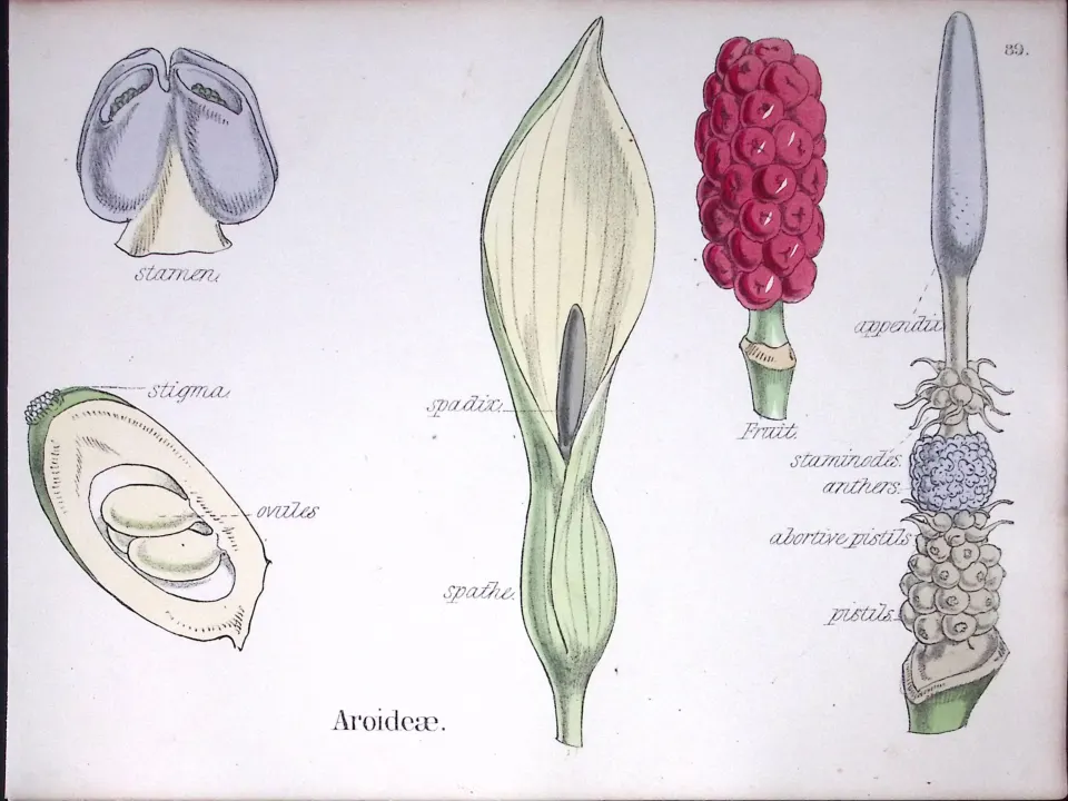 Aroideae Botanical Flower Diagram Rare Antique First Edition Illustration-89