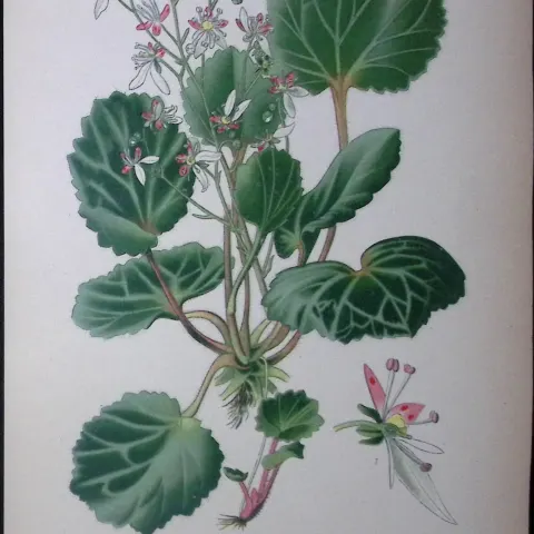 Creeping Sailor Edward Step Rare Antique Botanical Book Plate-87