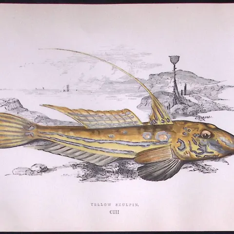 Yellow-Skulpin Fish Scarce Antique 1877 Johnathan Couch Woodblock Engraving-60