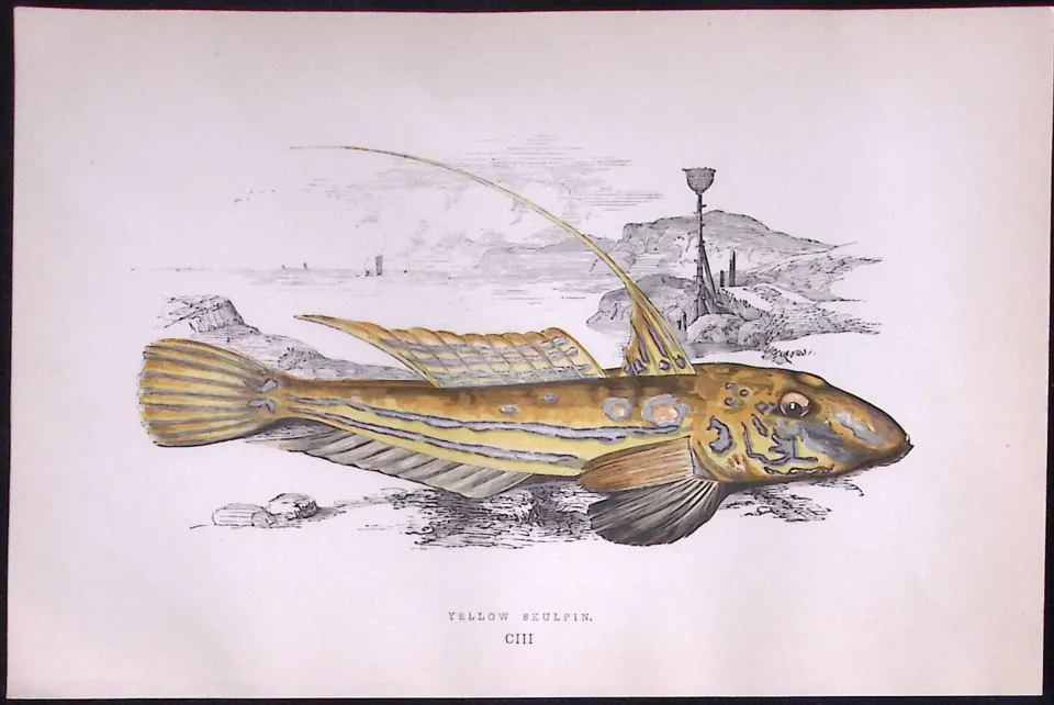 Yellow-Skulpin Fish Scarce Antique 1877 Johnathan Couch Woodblock Engraving-60