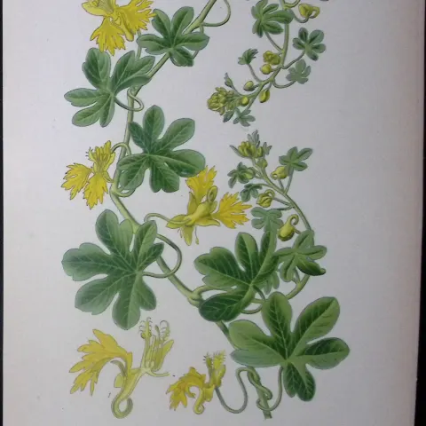 Canary Creeper Edward Step Rare Antique Botanical Book Plate-58
