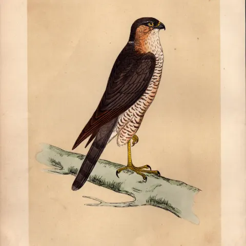 Sparrow Hawk Rev Morris Antique History of British Birds Engraving.