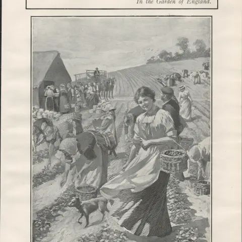 Strawberry Picking Season Garden of England  1901 Antique.