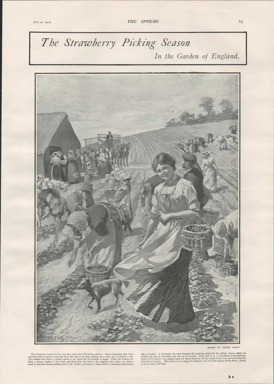 Strawberry Picking Season Garden of England  1901 Antique.