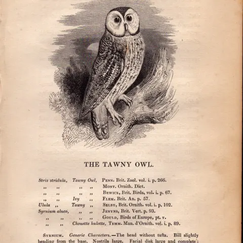 Tawny Owl 1843 Victorian Print British Birds by William Yarrell.