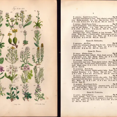 Sowerby Antique Scurvy Grass, Horseradish, Yellow Draba, Lady's Smock -5-Set-2.