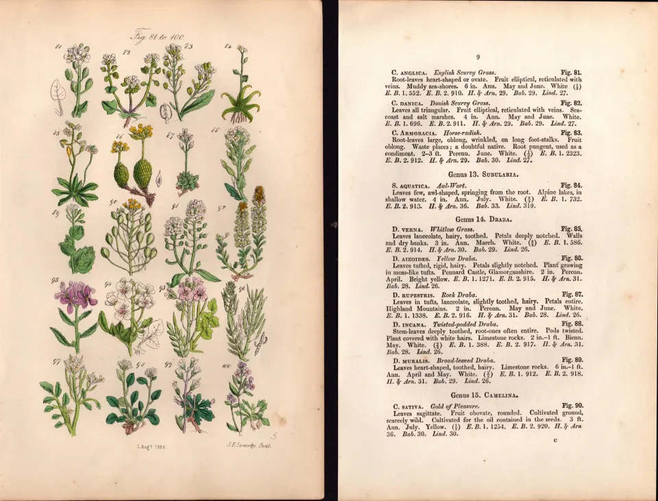 Sowerby Antique Scurvy Grass, Horseradish, Yellow Draba, Lady's Smock -5-Set-2.