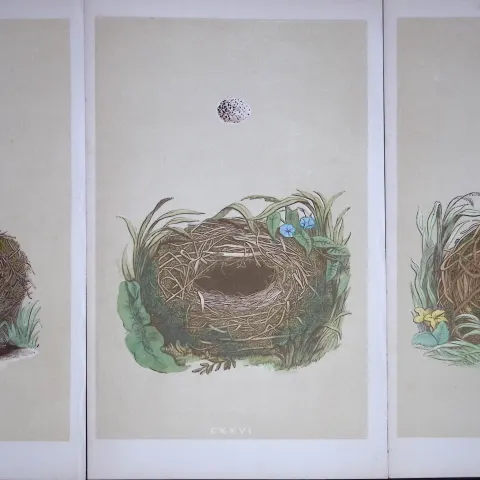 Job-Lot Bird Nests Willow, Sedge, Wood Warbler Rev Morris Antique Engravings-2