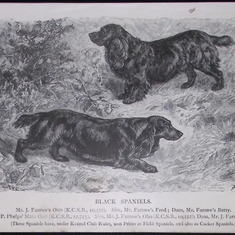 Black Spaniel British Dogs by Hugh Dalziel 1889 Antique Book Plate-33