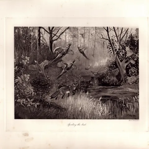 Fox On The Prowl  Rare Limited-Edition J.G. Millais Antique Print-50.