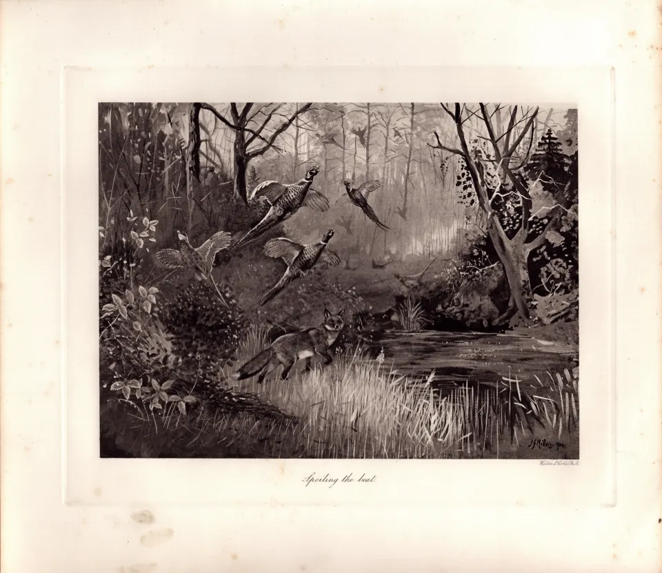 Fox On The Prowl  Rare Limited-Edition J.G. Millais Antique Print-50.